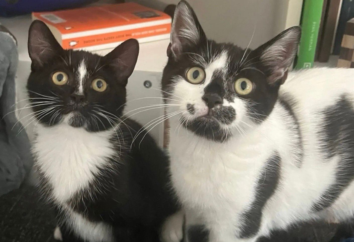 Šťastná koťátka po záchraně