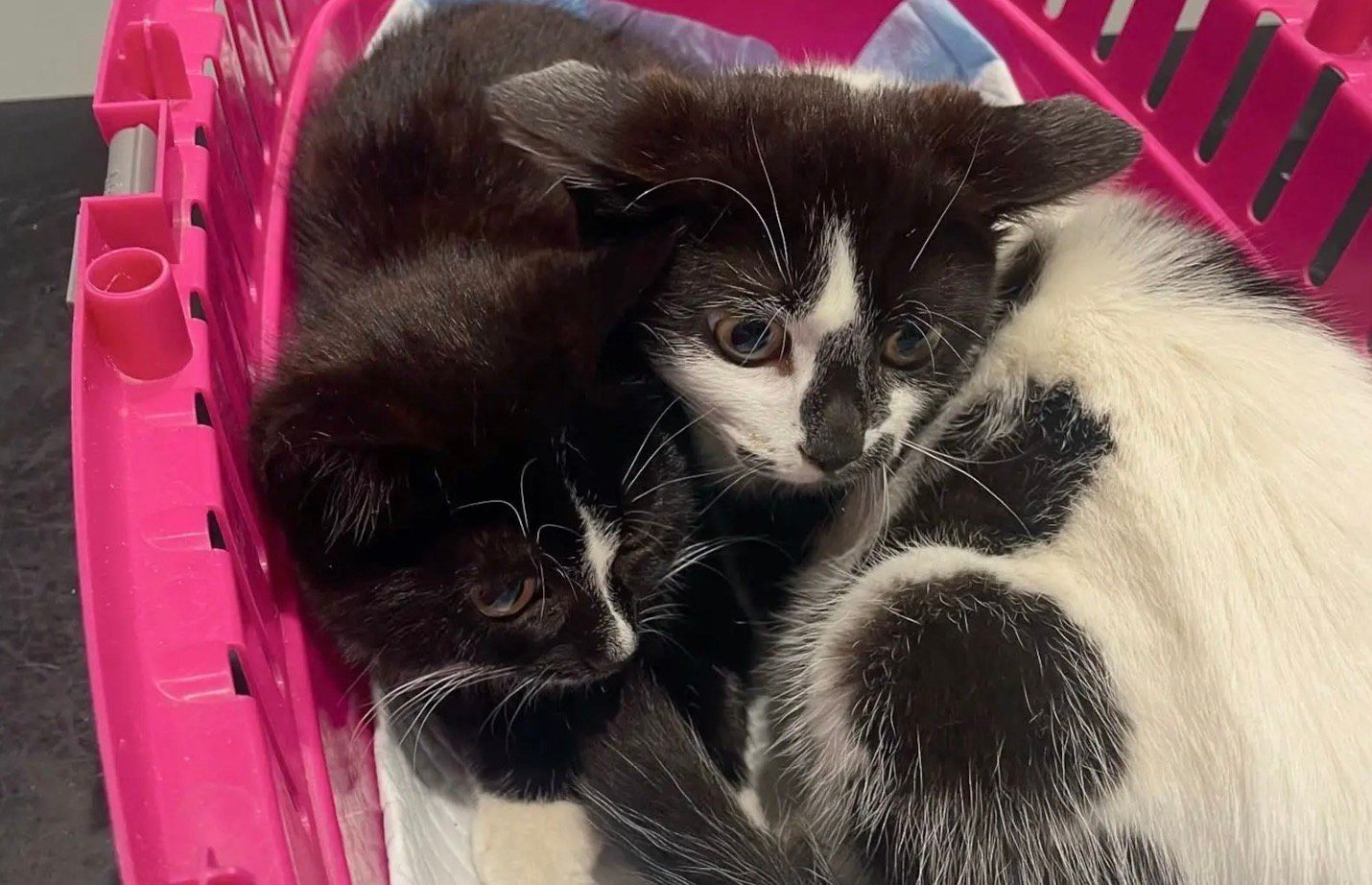 Šťastná koťátka po záchraně