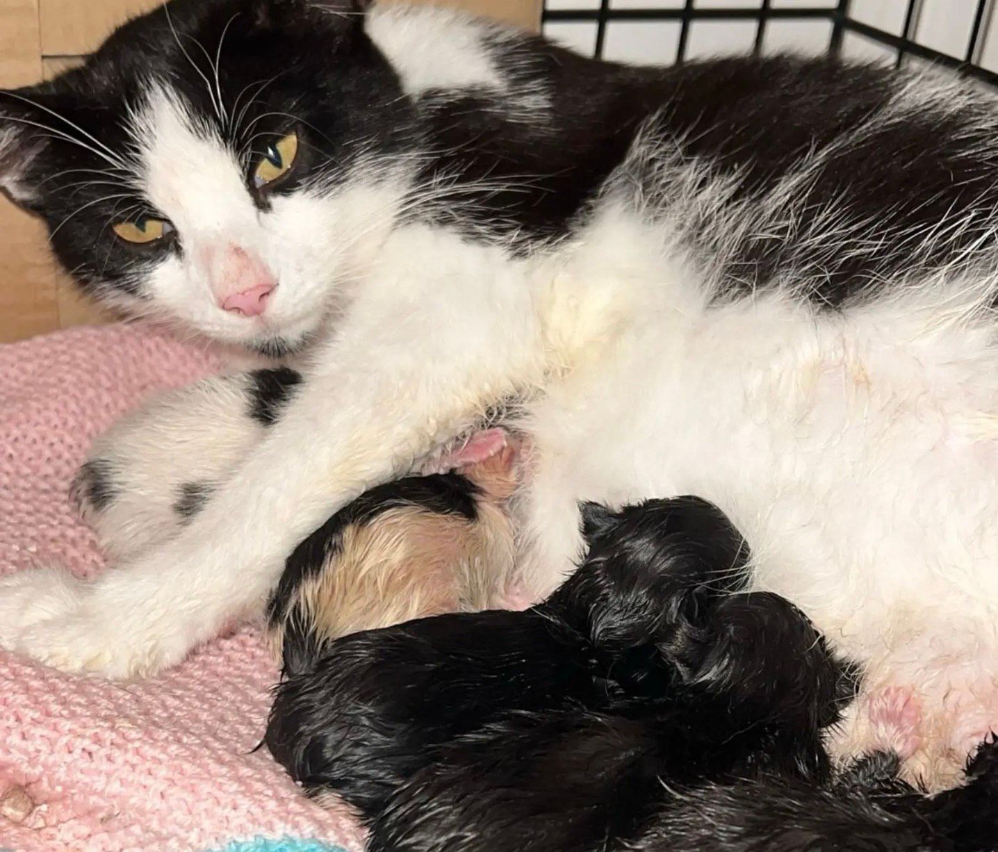 Kočka Hen s novorozenými koťátky